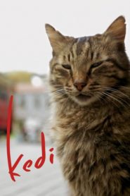 Kedi (2017) Yerli Film izle