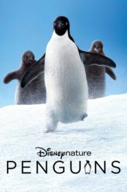 Penguenler (2019) Türkçe Dublaj izle