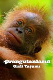 Orangutanların Gizli Yaşamı (2024) Türkçe Dublaj izle